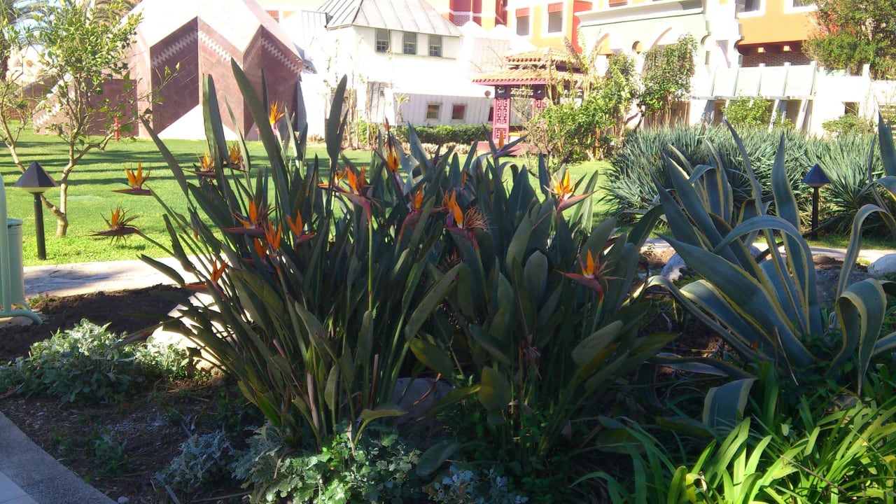 Papageienblumen Megasaray Club Belek