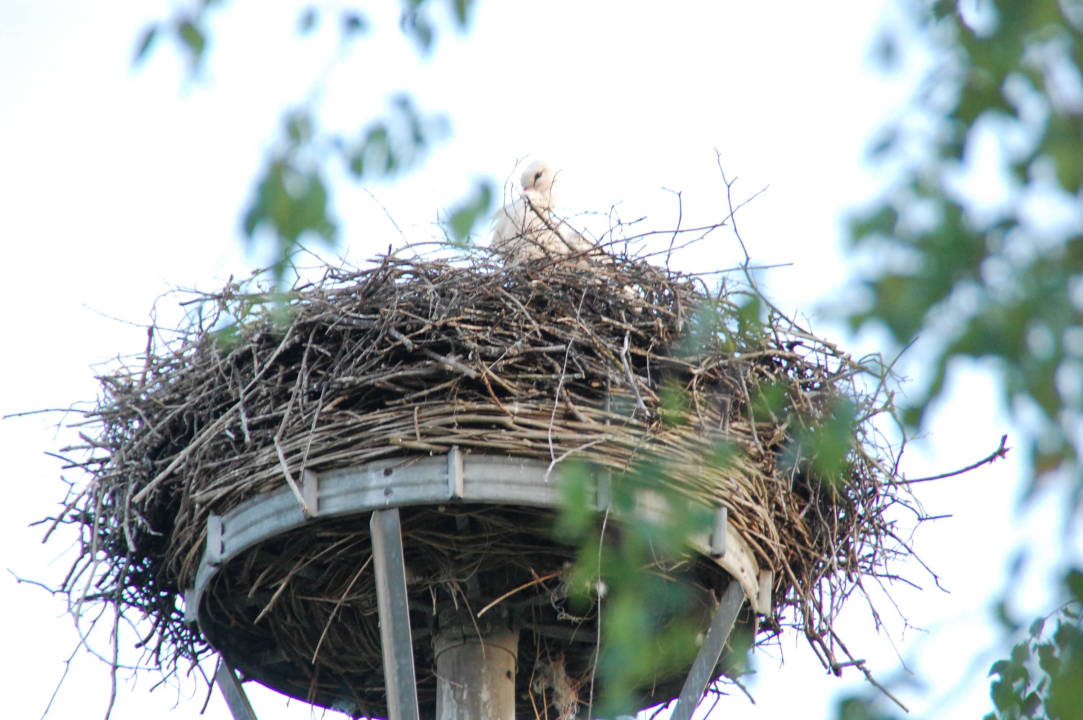 Die Störche sind da Schloss Wulkow