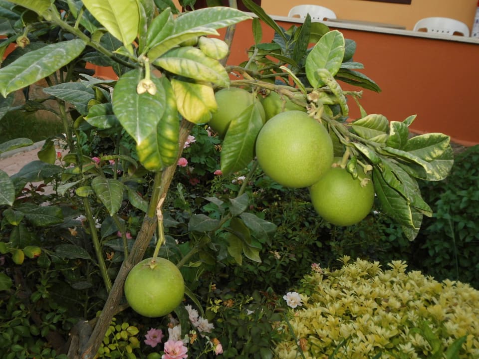 Pampelmusen Özlem Garden Hotel