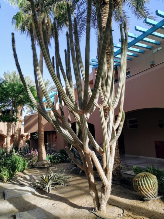 Gartenanlage Club Paradisio El Gouna, Red Sea