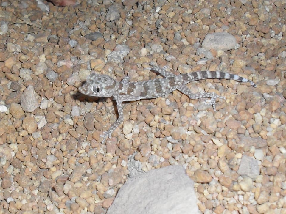 Bitte nicht drauftreten Siva Golden Bay Makadi