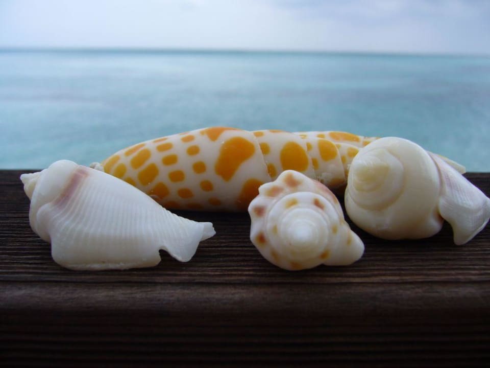 Muschelsammlung (Ausfuhr nicht gestattet!) Meeru Maldives Resort Island