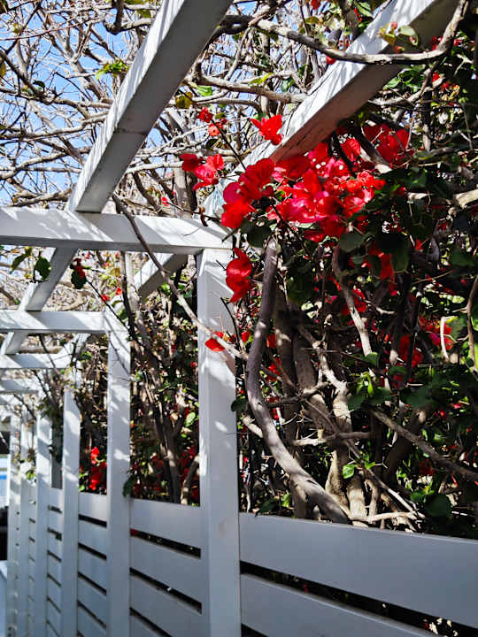 Gartenanlage Hotel Minos Mare Beach