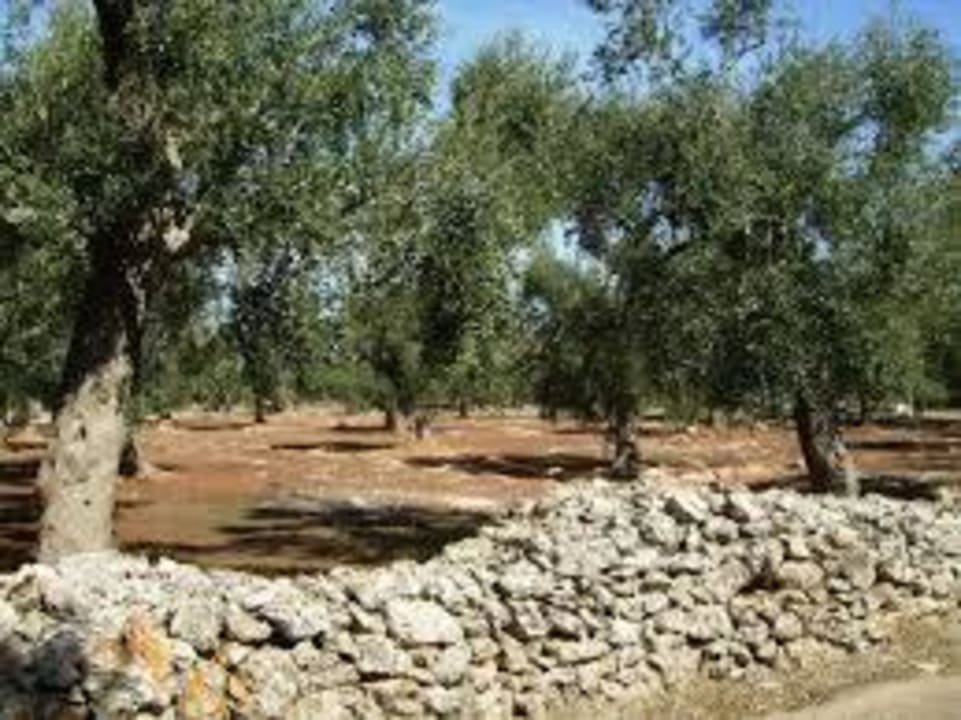 Olivenbäume Villa Conca Marco