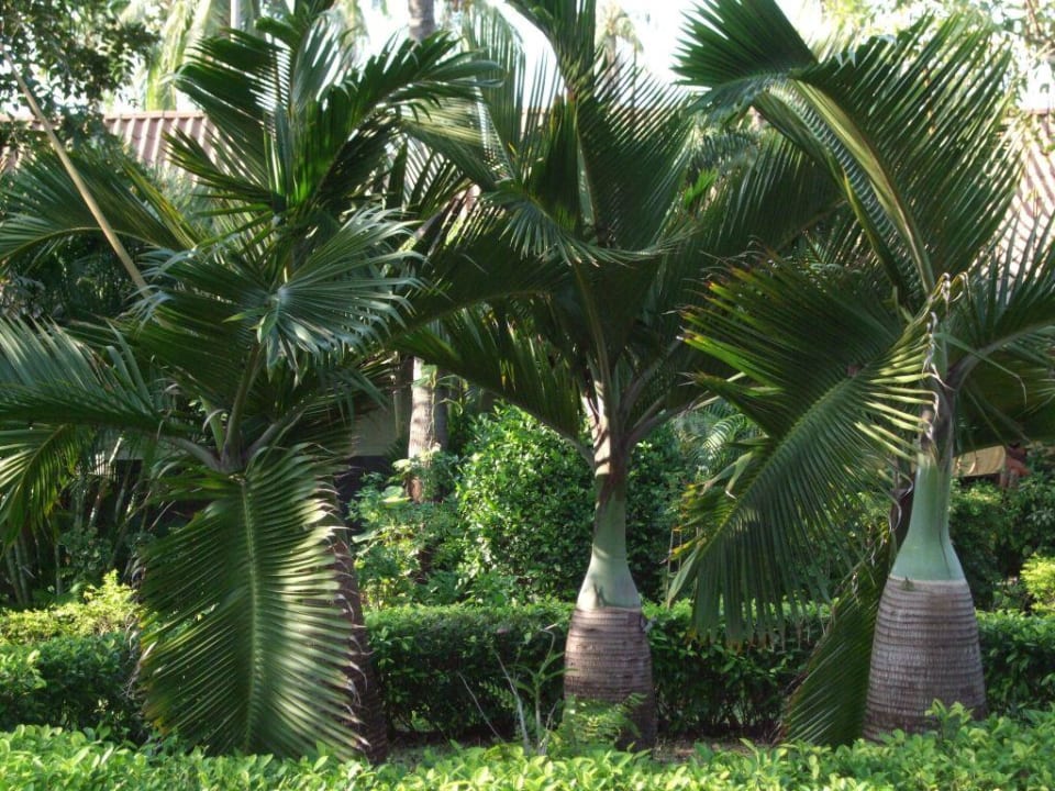 Garten Pinnacle Samui Resort