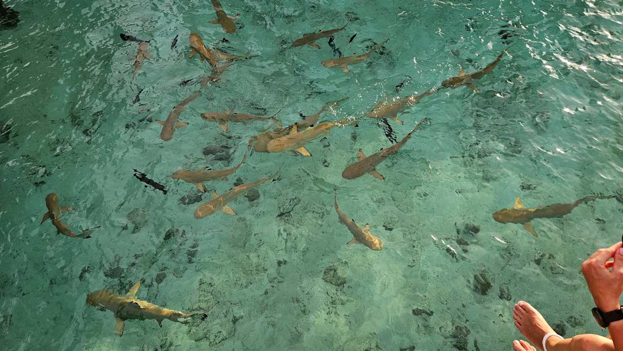 Sport & Freizeit Centara Ras Fushi Resort & Spa Maldives