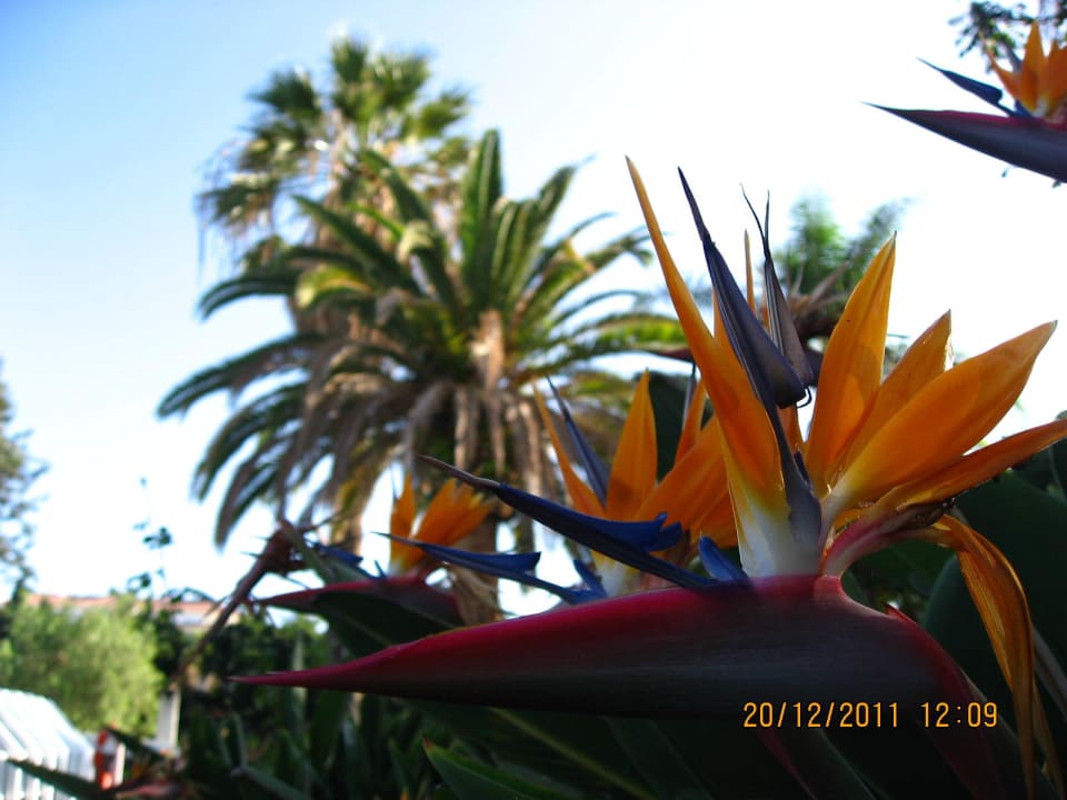 "Großzüge Gartenanlagen" Parque Vacacional Eden (Puerto de la Cruz
