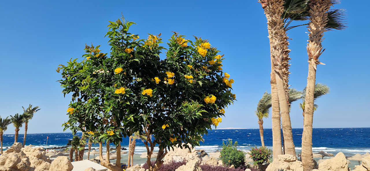 Gartenanlage Pickalbatros Citadel Resort