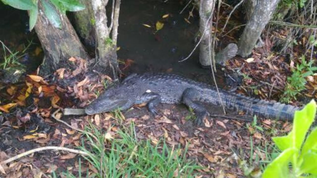 Lag oft an den Mangoven vor unserem Haus. BlueBay Grand Esmeralda