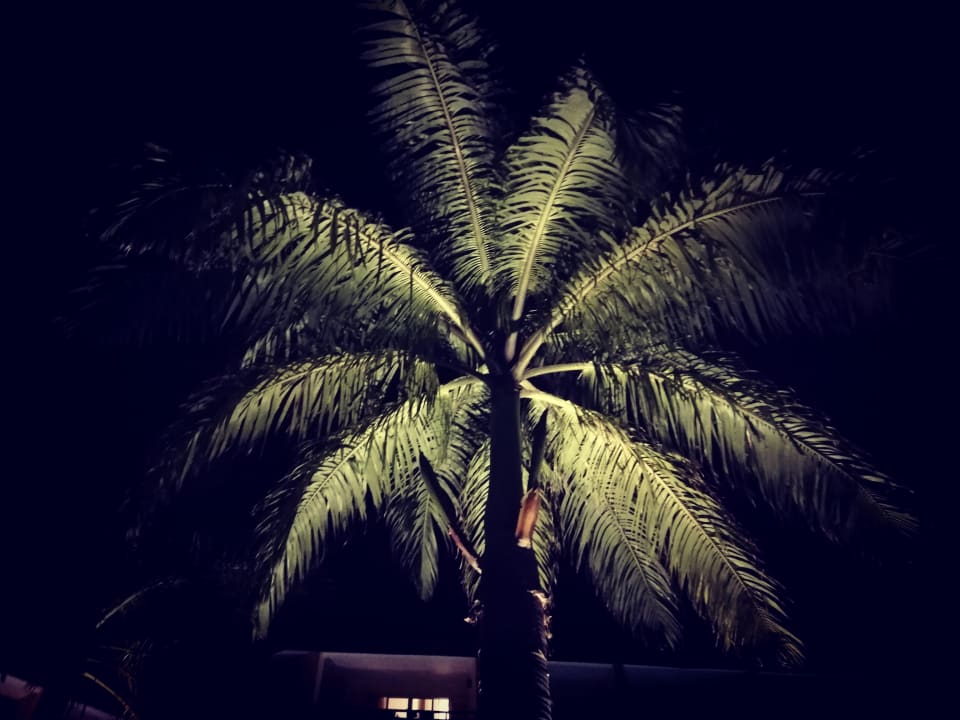 Sonstiges The Palms