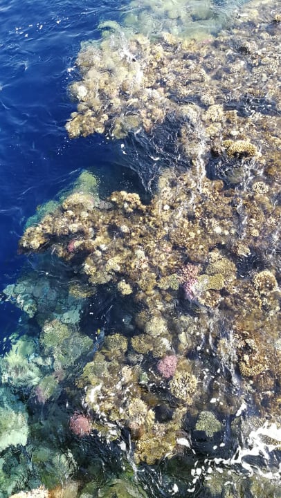 Sport & Freizeit Parrotel Beach Resort