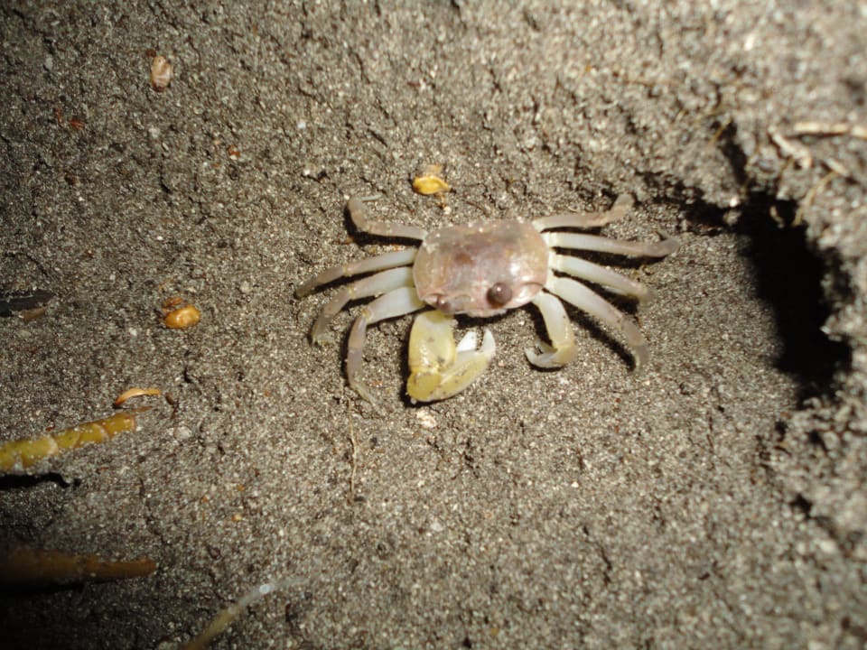 Unser Zimmernachbar Kuredu Island Resort & Spa