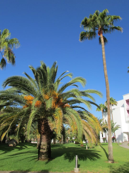 Gartenanlage Hotel Riu Gran Canaria