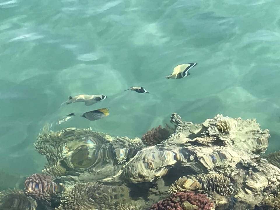 Strand Jaz Makadi Oasis Resort