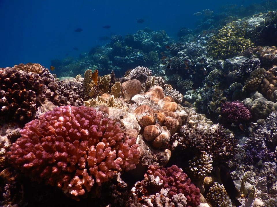 Sonstiges Makadi Spa - Adults only