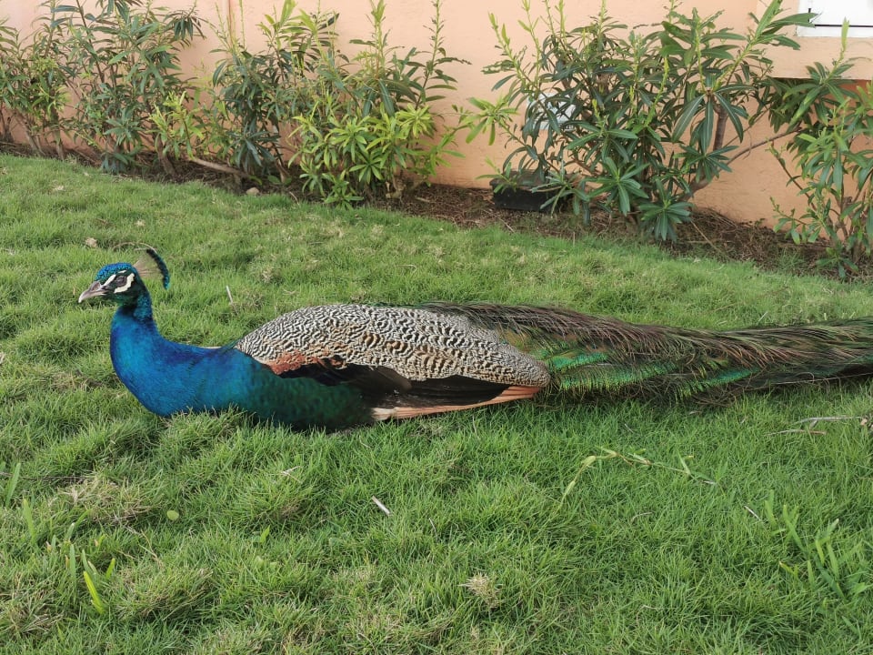 Sonstiges Iberostar Selection Paraiso Lindo