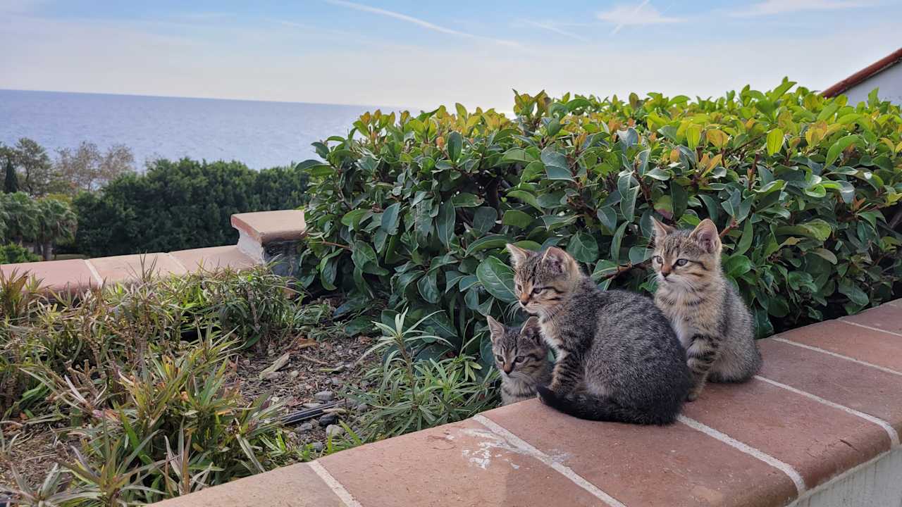 Zimmer Limak Limra Hotel & Resort