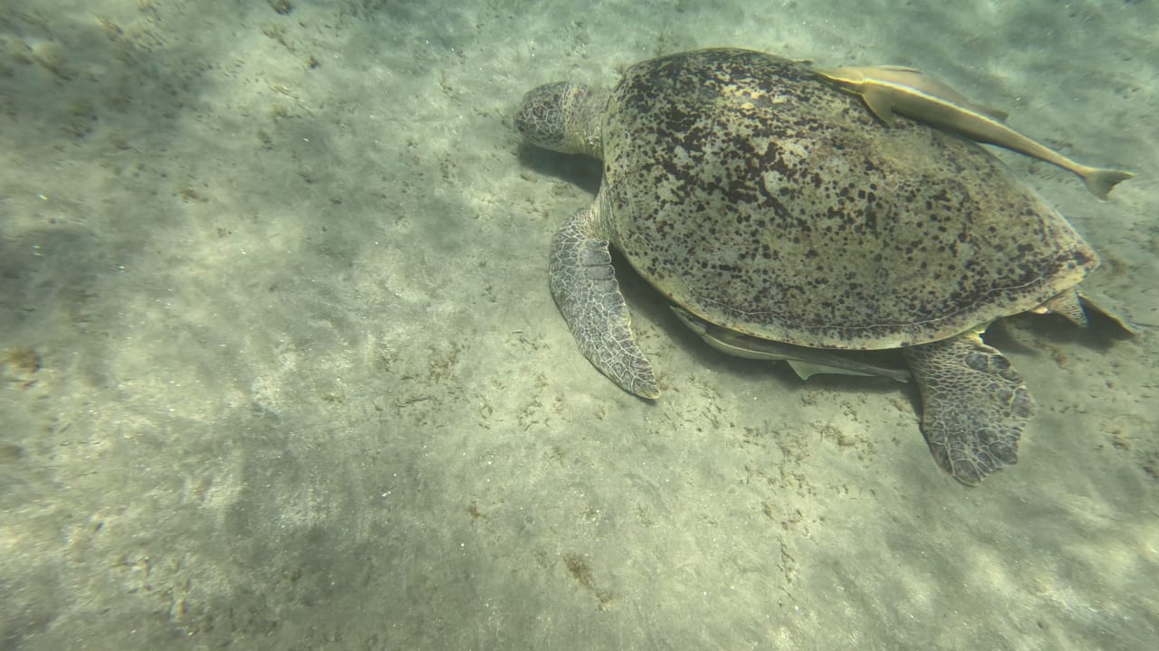 Sport & Freizeit Malikia Resort Abu Dabbab