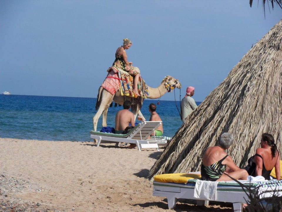 Aladdin Beach Resort: Strandleben Aladdin Beach Resort