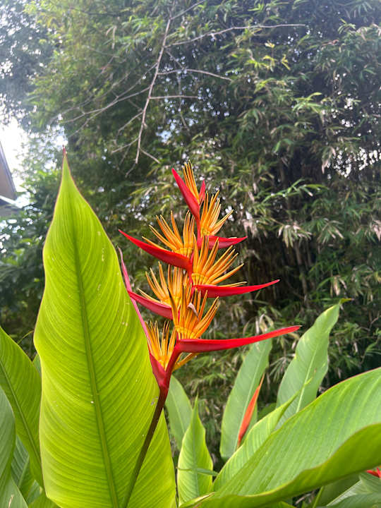 Gartenanlage Moracea by Khao Lak Resort