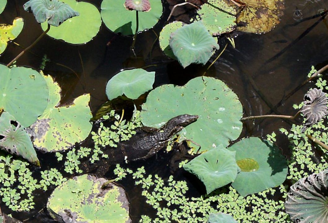 Großer Waran in der Gartenanlage InterContinental Bali Resort