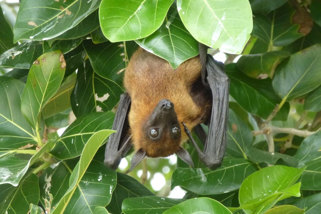 Flughund Kuramathi Maldives