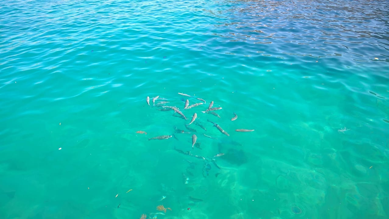 Fische Fische Fische Pickalbatros Citadel Resort