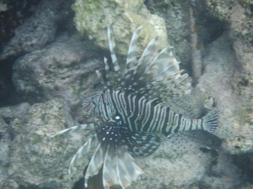 Sport & Freizeit Summer Island Maldives