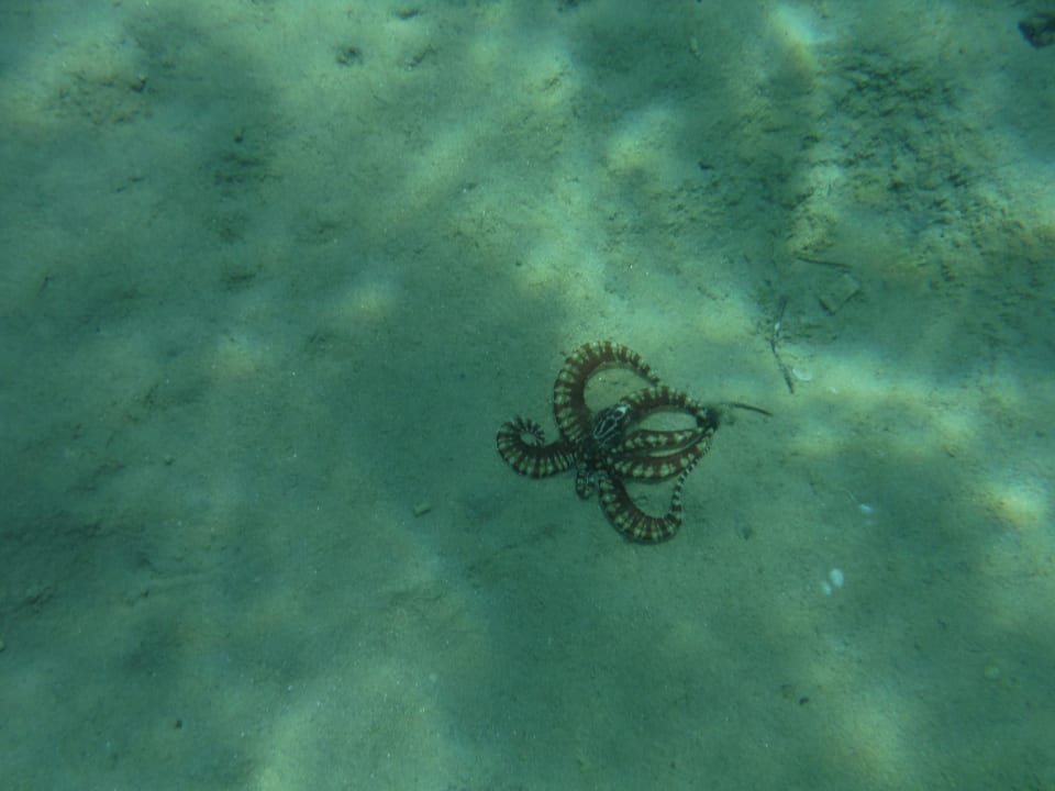 Kraken Cleopatra Luxury Resort Makadi Bay