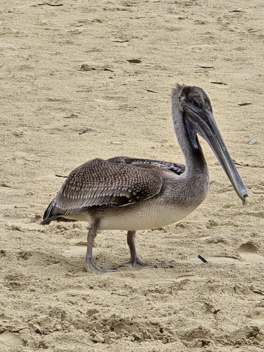 Strand Bahia Principe Grand El Portillo