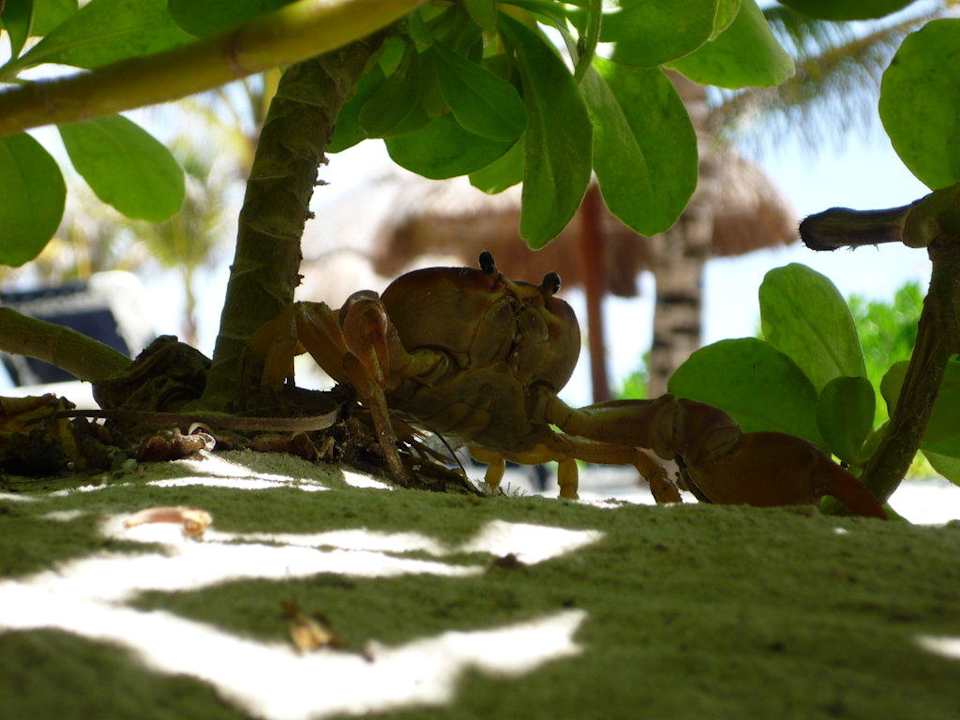 Krebs am Strand Grand Palladium Select White Sand Resort & Spa