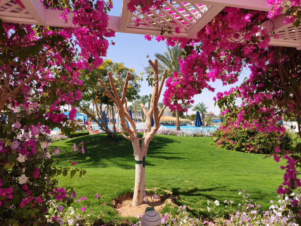 Gartenanlage Desert Rose