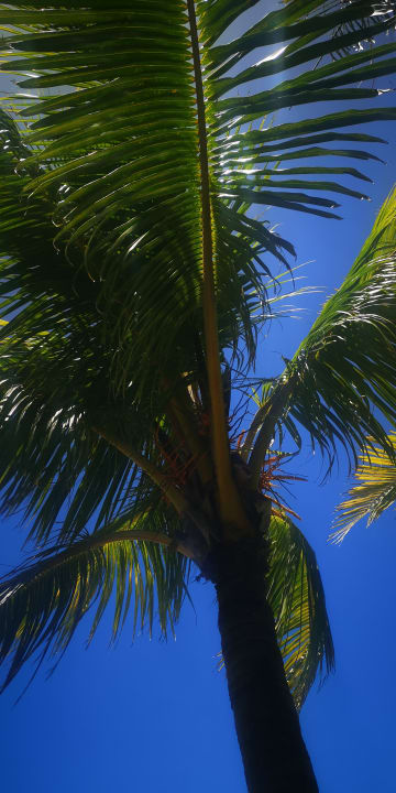 Gartenanlage Lagoon Attitude - Adults only