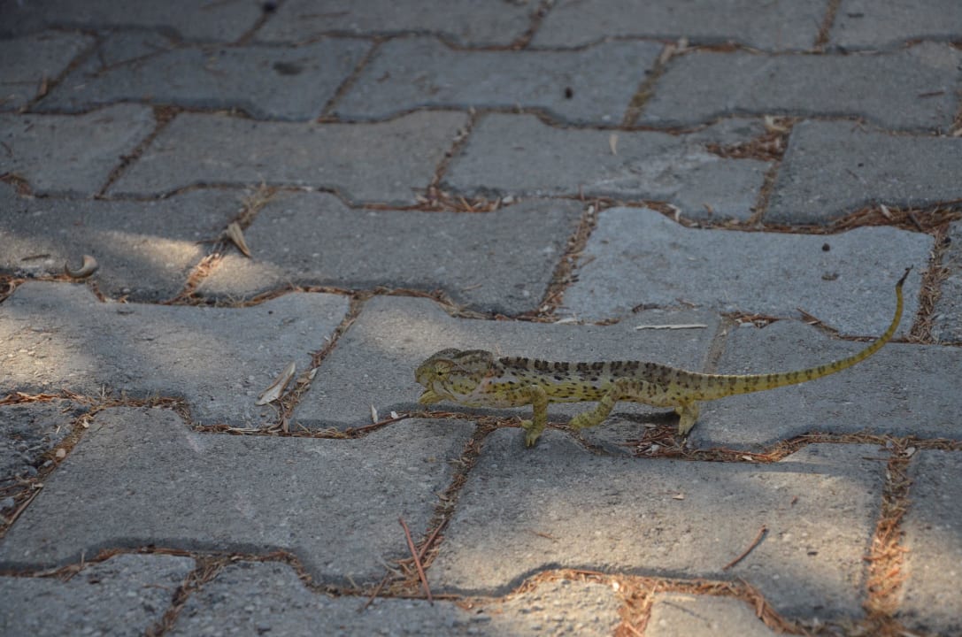 Cameleon Club Sidelya Hotel