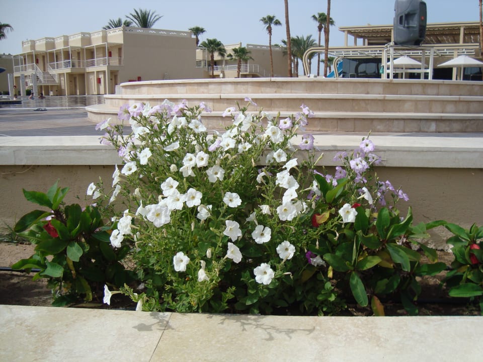 Gartenanlage Beach Albatros Resort