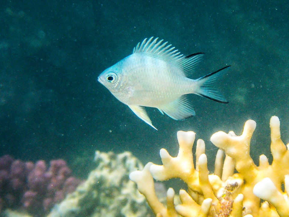 Sport & Freizeit Steigenberger Coraya Beach - Adults only