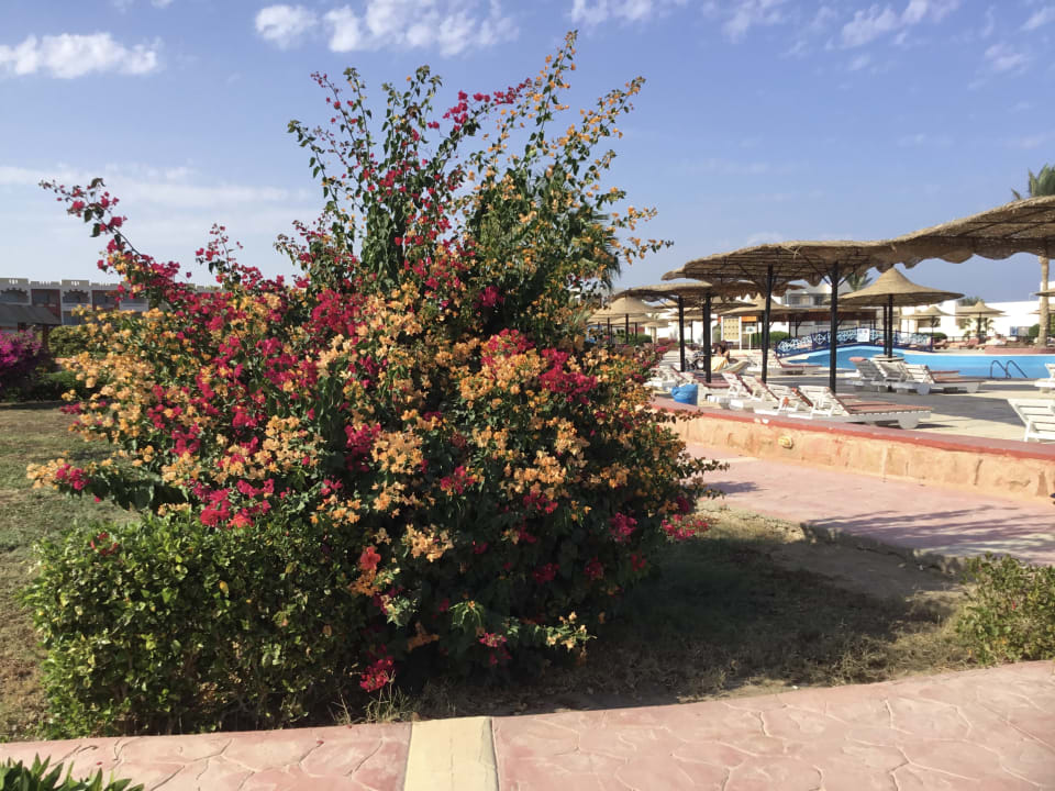 Gartenanlage Bliss Nada Beach Resort