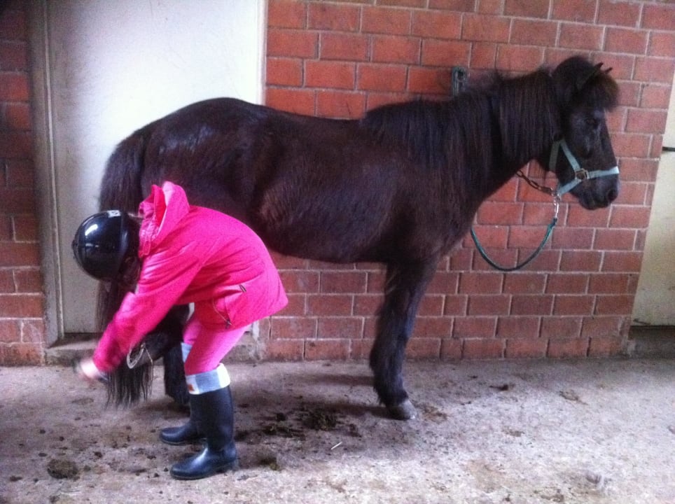 Ponys müssen sauber sein Landhotel Ferienhof Schneider