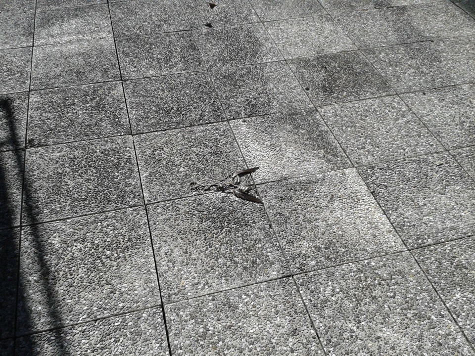 Wann wurde zeletzt gereinigt bei 2 Vogelskeletten  Hotel Bellariva