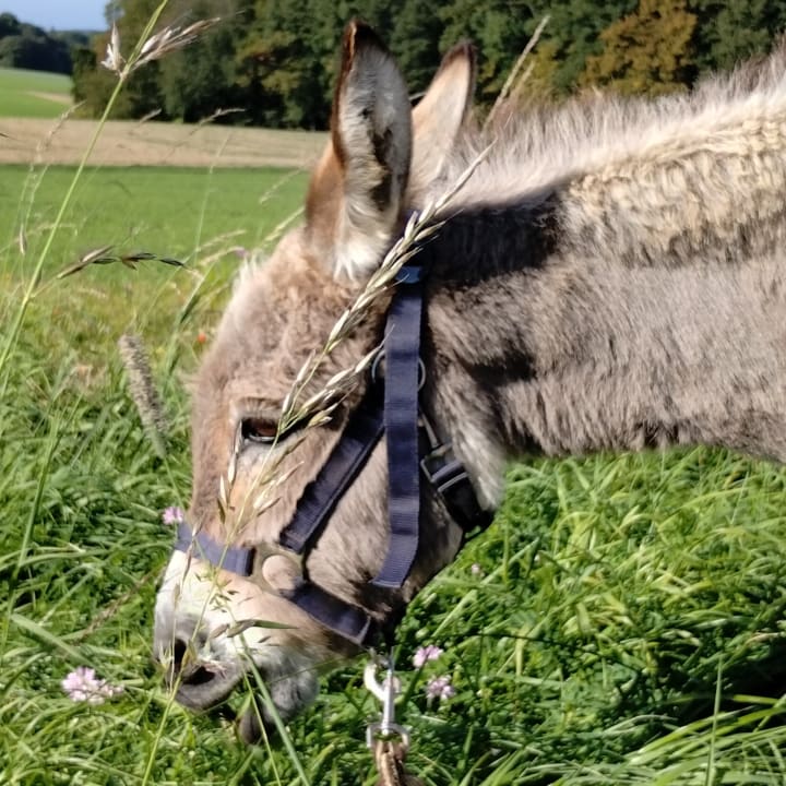 Sonstiges Ferienhof Grieshof