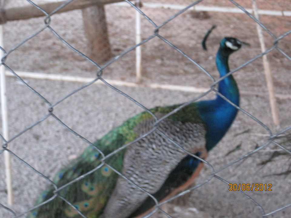 Pfau Lonicera Resort & Spa Hotel