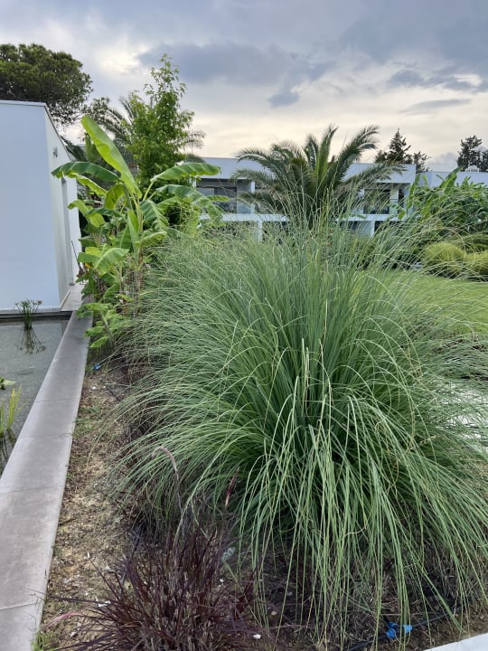 Gartenanlage Paloma Finesse