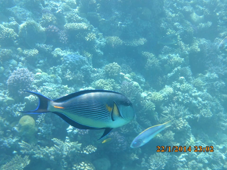 Fische wo das Auge hinschaut Jaz Makadi Oasis Resort