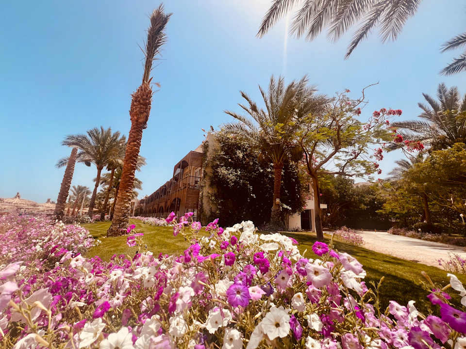 Gartenanlage Desert Rose
