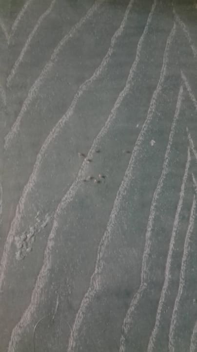 Läusebefall aufgrund feuchter, alter Holzmöbel SBH Costa Calma Beach Resort