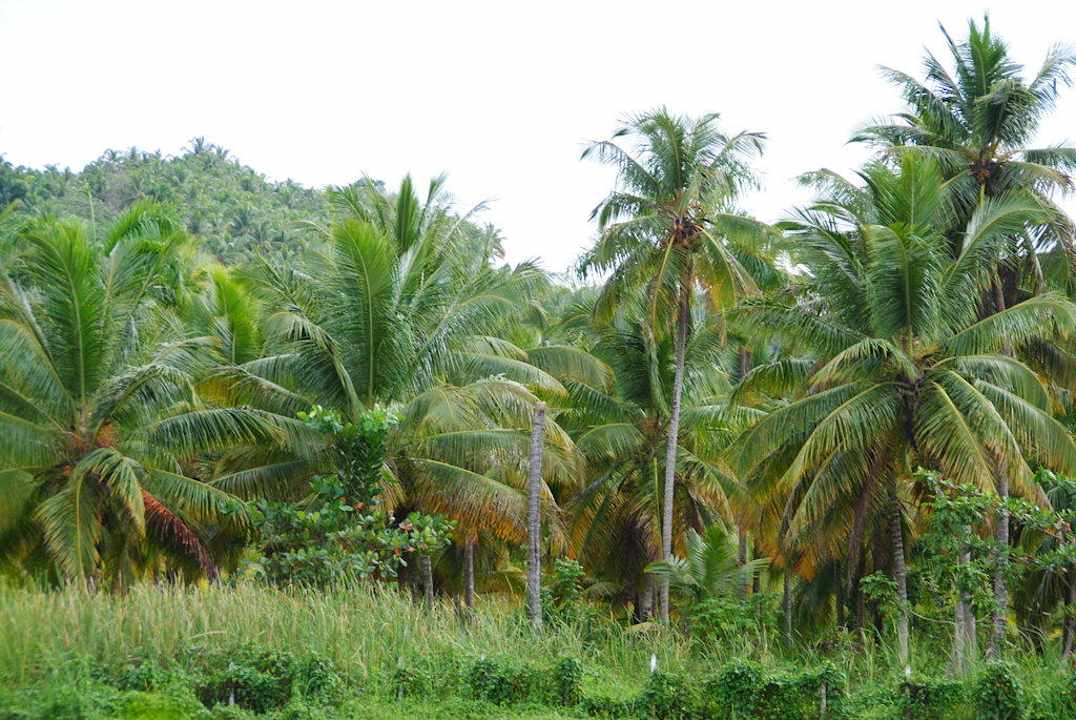 Garten Bahia Principe Grand El Portillo