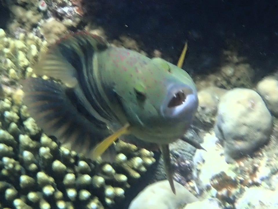 Sport & Freizeit Protels Crystal Beach Resort