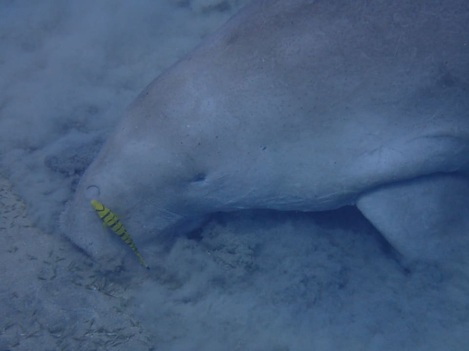 Strand Three Corners Equinox Beach Resort