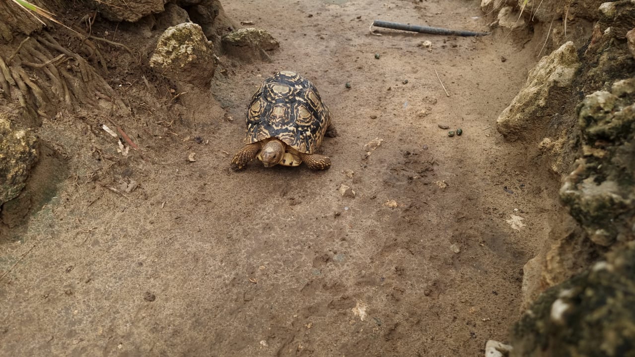 Gartenanlage Bahari Beach Hotel