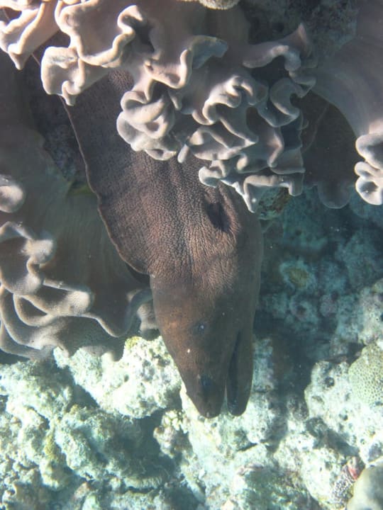 Muräne Kuramathi Maldives